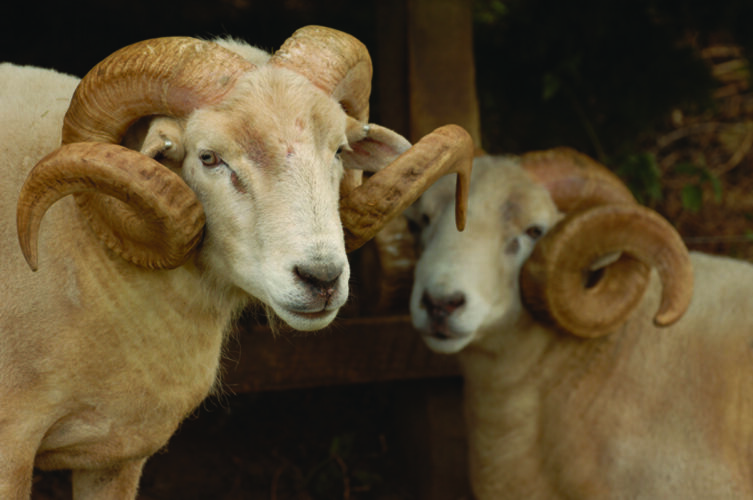 The Ins & Outs of Livestock Registration